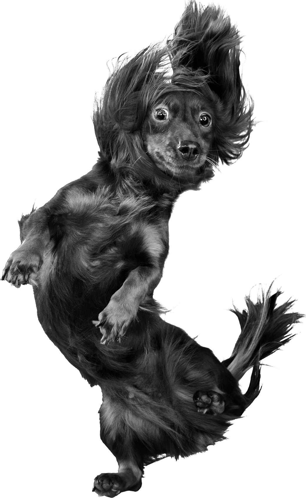 doggo